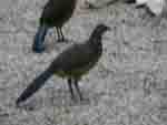 Belize Bird Watch Tours 